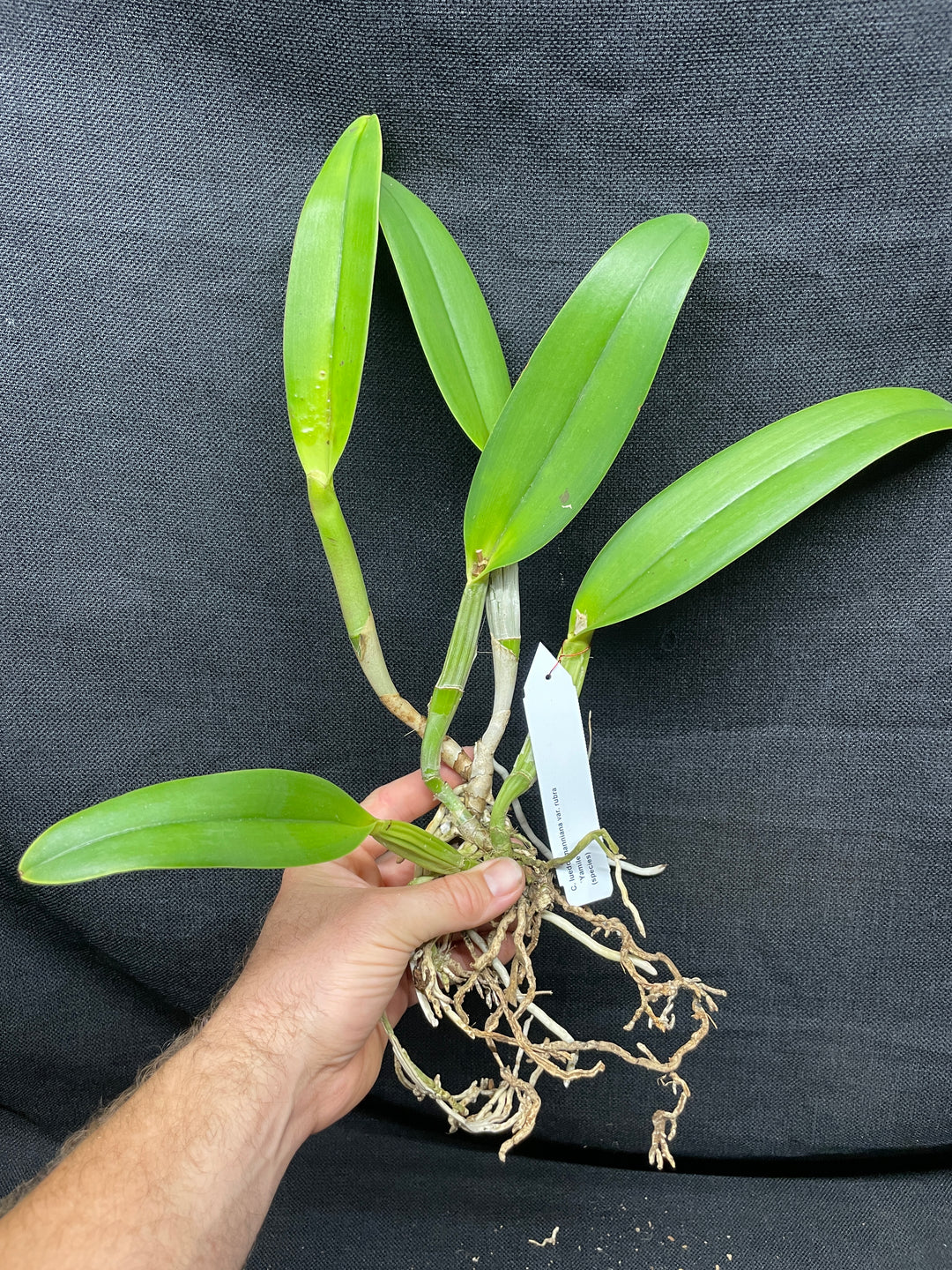 C. lueddemanniana `Yamile&