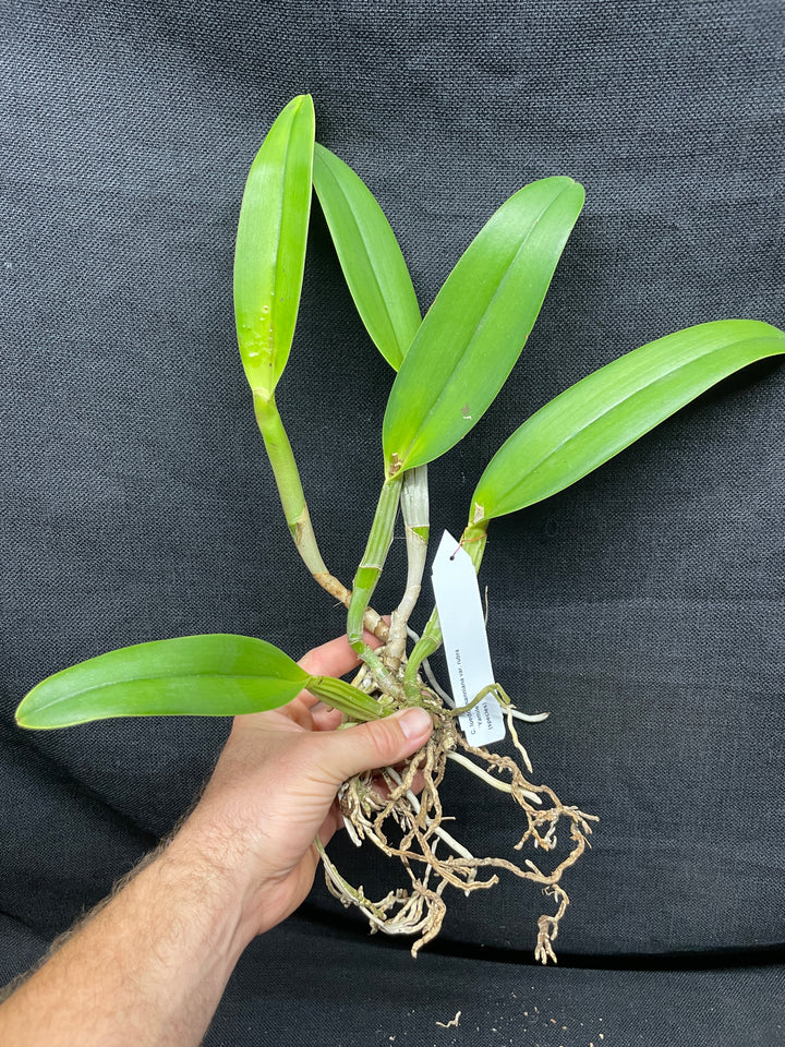 C. lueddemanniana `Yamile&
