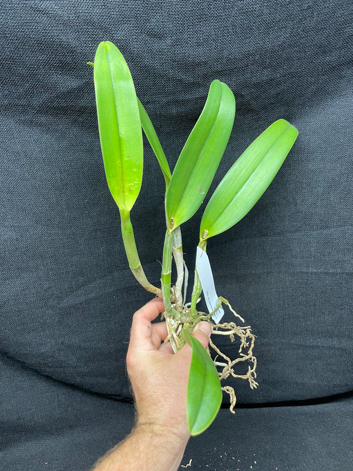 C. lueddemanniana `Yamile&