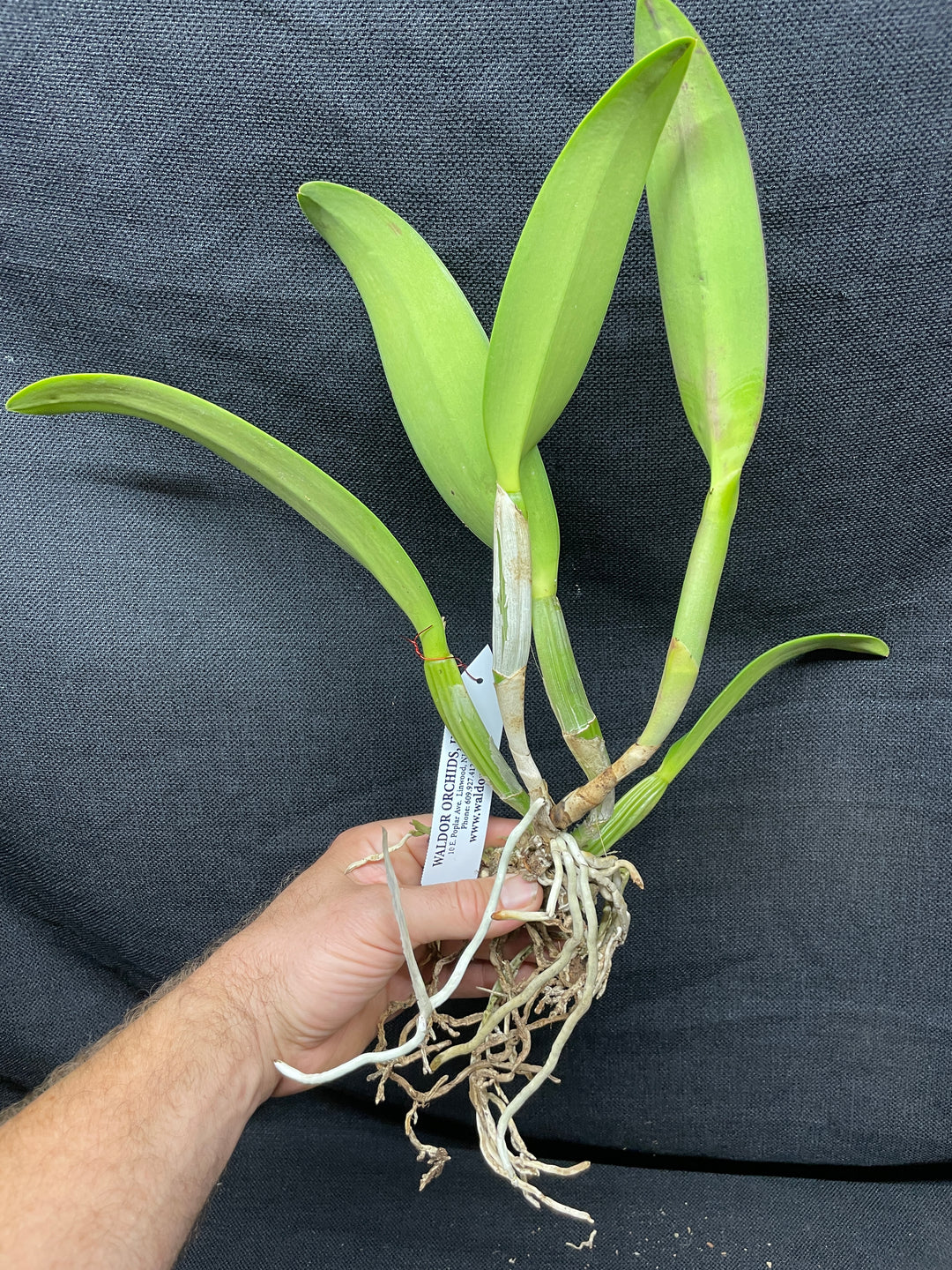C. lueddemanniana `Yamile&