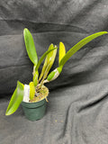 C. trianaei `Cashen's' FCC/AOS MERICLONE Select Species Cattleya Orchid Plant Div #4