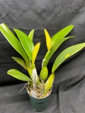 C. trianaei `Cashen's' FCC/AOS MERICLONE Select Species Cattleya Orchid Plant Div #5
