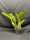 C. trianaei `Cashen's' FCC/AOS MERICLONE Select Species Cattleya Orchid Plant Div #5
