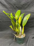 C. trianaei `Cashen's' FCC/AOS MERICLONE Select Species Cattleya Orchid Plant Div #5
