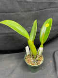 C. trianaei `Cashen's' FCC/AOS MERICLONE Select Species Cattleya Orchid Plant Div #9