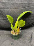 C. trianaei `Cashen's' FCC/AOS MERICLONE Select Species Cattleya Orchid Plant Div #9