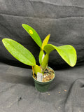 C. trianaei `Cashen's' FCC/AOS MERICLONE Select Species Cattleya Orchid Plant Div #9