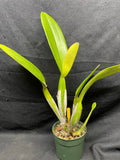 C. trianaei `Mary Fennell' HCC/AOS Original Division Select Species Cattleya Orchid Plant Div #1