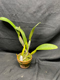 C. trianaei `Nishida' HCC/JOS Original Division Select Species Cattleya Orchid Plant Div #1