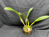 C. trianaei `Nishida' HCC/JOS Original Division Select Species Cattleya Orchid Plant Div #1