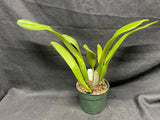 C. trianaei `Revetiada' Original Division Select Species Cattleya Orchid Plant Div #1