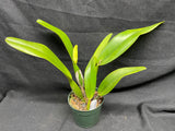 C. trianaei `Revetiada' Original Division Select Species Cattleya Orchid Plant Div #1