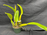 C. trianaei `The President' FCC/AOS Select Species Cattleya Orchid Plant Div #1