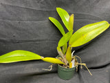 C. trianaei `The President' FCC/AOS Select Species Cattleya Orchid Plant Div #1