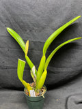 C. trianaei `The President' FCC/AOS Select Species Cattleya Orchid Plant Div #2
