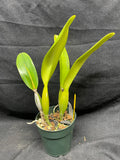C. trianaei `Cumbal' Original Division Select Species Cattleya Orchid Plant Div #1