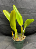 C. trianaei `Cumbal' Original Division Select Species Cattleya Orchid Plant Div #1