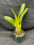 C. trianaei `Cumbal' Original Division Select Species Cattleya Orchid Plant Div #1