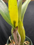C. trianaei `Cumbal' Original Division Select Species Cattleya Orchid Plant Div #1