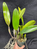 C. trianaei rubra `Esmalte' Original Division Select Species Cattleya Orchid Plant Div #1