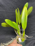 C. trianaei rubra `Esmalte' Original Division Select Species Cattleya Orchid Plant Div #1