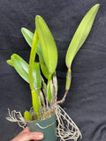 C. trianaei rubra `Esmalte' Original Division Select Species Cattleya Orchid Plant Div #1