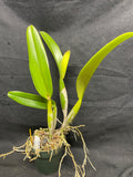 C. trianaei `Mendenhall' AM/AOS Original Division Select Species Cattleya Orchid Plant Div #1
