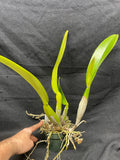 C. trianaei `Mendenhall' AM/AOS Original Division Select Species Cattleya Orchid Plant Div #1