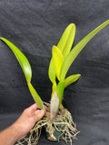 C. trianaei `Mendenhall' AM/AOS Original Division Select Species Cattleya Orchid Plant Div #1