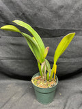 C. trianaei `Dinosaurio' Select Species Cattleya Orchid Plant Div #1
