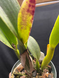 C. trianaei `Dinosaurio' Select Species Cattleya Orchid Plant Div #1