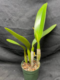 C. trianaei `Newberry' Original Division Select Species Cattleya Orchid Plant Div #1