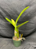 C. trianaei `Newberry' Original Division Select Species Cattleya Orchid Plant Div #1