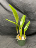 C. trianaei `Newberry' Original Division Select Species Cattleya Orchid Plant Div #1