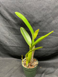 C. trianaei `Newberry' Original Division Select Species Cattleya Orchid Plant Div #1