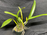 C. trianaei coerulea `61706A' Original Division Select Species Cattleya Orchid Plant Div #1