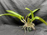 C. trianaei coerulea `61706A' Original Division Select Species Cattleya Orchid Plant Div #1