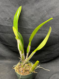 C. trianaei `Atila' Original Division Select Species Cattleya Orchid Plant Div #1