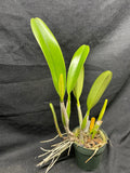C. trianaei `Atila' Original Division Select Species Cattleya Orchid Plant Div #1
