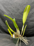 C. trianaei `Atila' Original Division Select Species Cattleya Orchid Plant Div #1