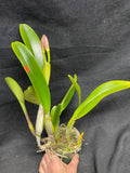 C. trianaei `Atila' Original Division Select Species Cattleya Orchid Plant Div #2