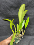 C. trianaei `Atila' Original Division Select Species Cattleya Orchid Plant Div #2