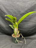 C. trianaei peloric `Orchid Eros' Original Division Select Species Cattleya Orchid Plant Div #1