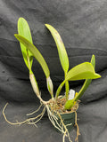 C. trianaei coerulea `ITA' Original Division Select Species Cattleya Orchid Plant Div #1