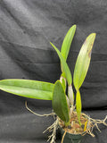 C. trianaei coerulea `ITA' Original Division Select Species Cattleya Orchid Plant Div #1