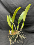 C. trianaei coerulea `ITA' Original Division Select Species Cattleya Orchid Plant Div #1