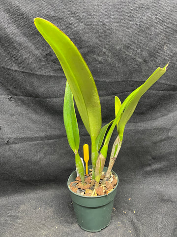 C. trianaei concolor `Oto' Original Division Select Species Cattleya Orchid Plant Div #1