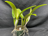 C. trianaei `Loretta's Deep Purple' Original Division Select Species Cattleya Orchid Plant Div #1