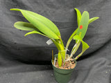 C. trianaei `Loretta's Deep Purple' Original Division Select Species Cattleya Orchid Plant Div #2