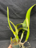 C. trianaei coerulea `La Perla' Original Division Select Species Cattleya Orchid Plant Div #1